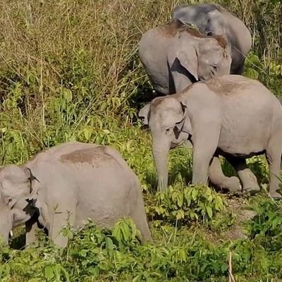 Manas National Park